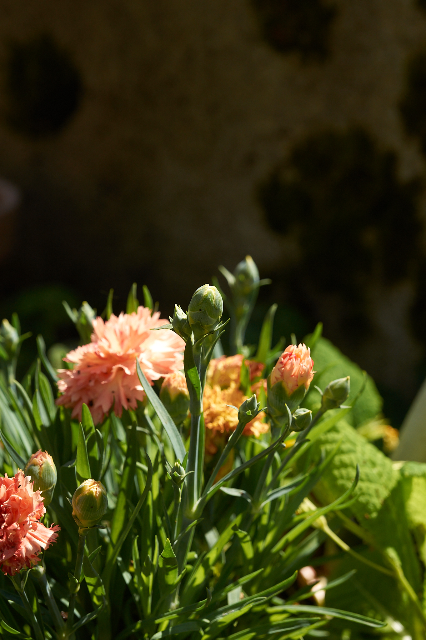 Des fleurs – photographie numérique