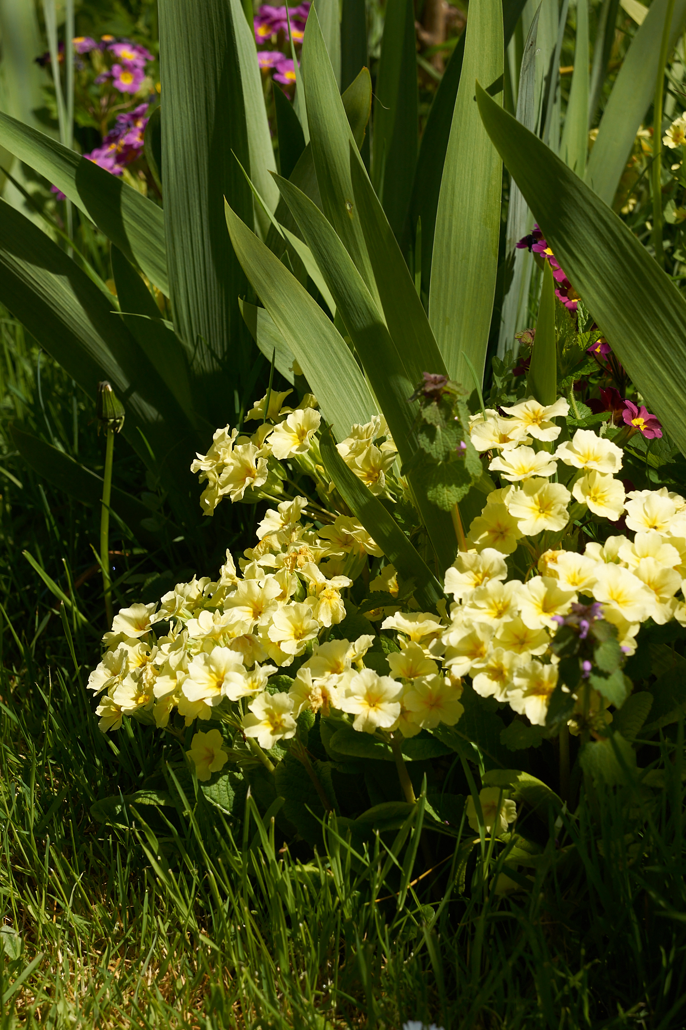 Des primevères – photographie numérique