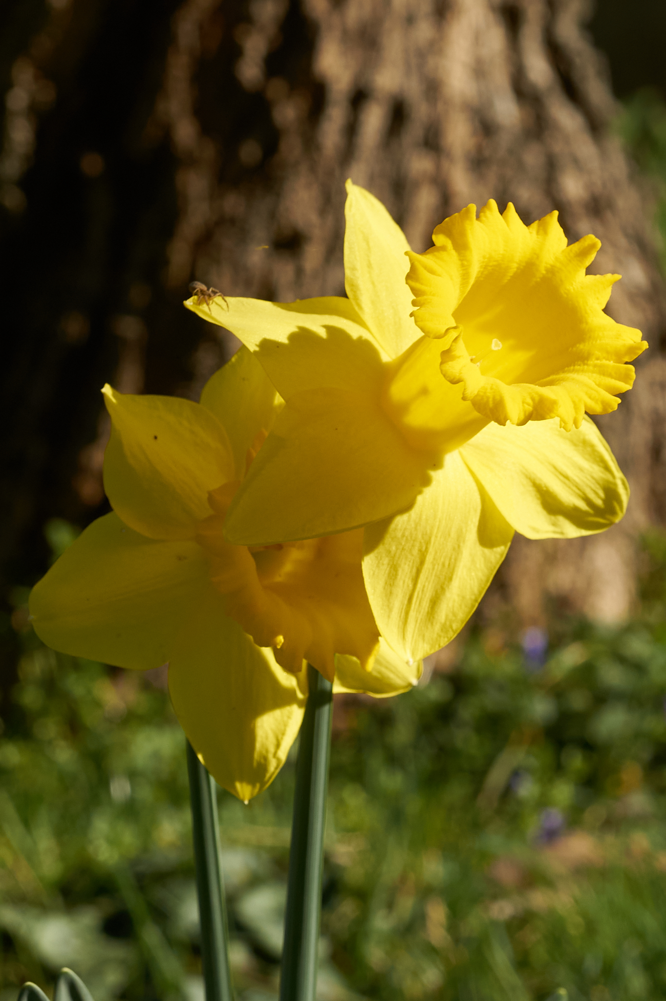 Une Jonquille – photographie numérique