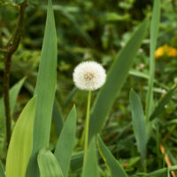Une fleure de pissenlit