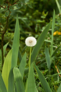 Une fleure de pissenlit