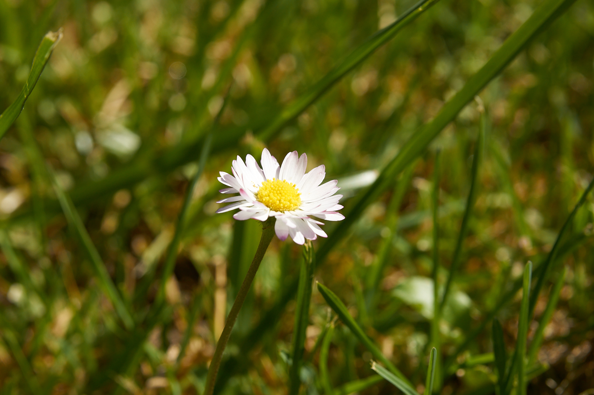 Une pâquerette – photographie numérique à télécharger
